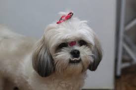 The cheapest offer starts at £8. Shih Tzu Grooming Tips Styles Canna Pet