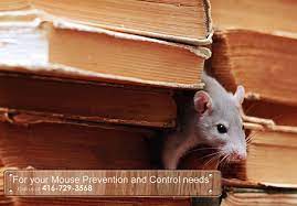 Richmond hill has many wildlife problems and pest issues. Mouse And Mice Control Richmond Hill Jdm Pest Control
