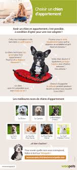 Choisir Un Chien D Appartement Chien Adopter Un Chien Races De Chiens