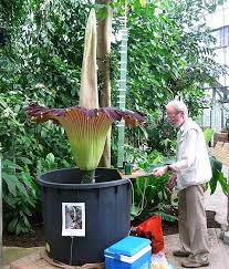 Jun 04, 2021 · um dem engagement für die mitglieder und die branche gerecht zu werden, präsentiert flowertrials® als digitale alternative studio flowertrials®. Alice Lanzke Der Grosse Stinker Bluht