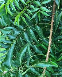 Image result for Azadirachta indica