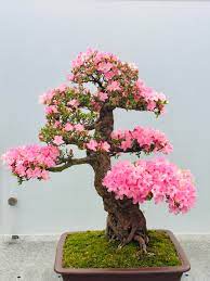 Flowering bonsai trees are the perfect alternative to giving flowers. Blooming Bonsai Tree Flowers