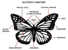 The Monarch Butterfly Milkweed Matters Monarch Butterfly