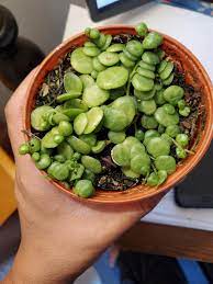 We did not find results for: Propagation Project String Of Turtles Album On Imgur