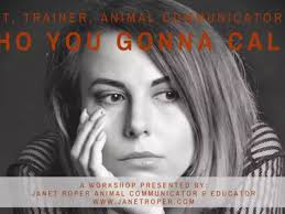 Building Your Intuition For Effective Animal Communication