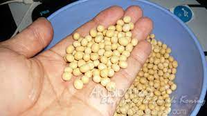 Assalamulaikum dan salam sejahterainsyahallah menjadiresepi2 cawan kacang soya dan 1 jug air selamat mencuba#cubamasak #puasa2020 #insyaallahmenjadi. Home Made Air Soya Segar