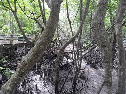 See more of paya bakau on facebook. Taman Paya Bakau Mangrove Forest Park A Monkey Got My Bicycle Picture Of Mangrove Swamp Park Lumut Tripadvisor