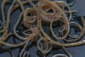 Your cat might have them if she has been losing weight but has a potbelly. What Do Common Cat Worms Look Like Cat World