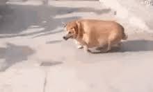 Follow fat dog to never miss another show. Fat Dog Gifs Tenor
