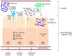 Ijms Free Full Text The Effect Of Bacterial Infections Probiotics And Zonulin On Intestinal Barrier Integrity Html