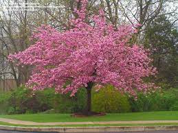 Kwanzan flowering cherry tree seeds. Trees 1 Kwanzan Cherry Tree Prunus Serrulata Home Garden