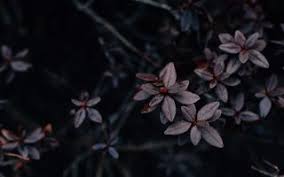 Search free dark aesthetic wallpapers on zedge and personalize your phone to suit you. Wallpaper Dark Aesthetic 2021 Cute Wallpapers