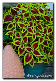Image result for Coleus betonicifolius