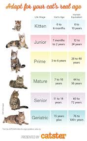 how to calculate cat years to human years catster