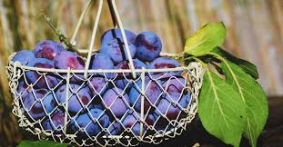 Sap trees are a type of tree that generates uncommonly in swamplands, patchy islands, and coarse islands biomes. Growing Plums The Complete Guide To Plant Grow And Harvest Plums