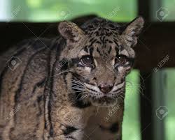 La Panthere Nebuleuse Neofelis Nebulosa En Regardant La Camera Banque D Images Et Photos Libres De Droits Image 16565775 Neofelis nebulosa • panthère longibande. la panthere nebuleuse neofelis nebulosa en regardant la camera