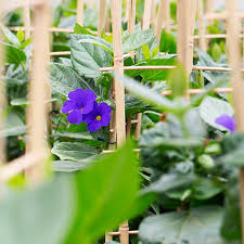 Image result for Thunbergia battiscombei