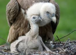 Pin By Gayandgray On Animals In 2021 Baby Animals Cute Animals Vulture
