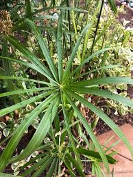 Image result for Cyperus papyrus