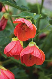 We did not find results for: Chinese Lanterns Abutilon