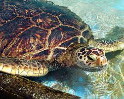 Check spelling or type a new query. Tessellations Sea Turtles Stem Activity Provocations