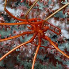 Image result for Pycnosphaera