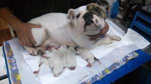 Esto, unido a que cada vez más universidades ofertan grados en veterinaria en inglés, hace que si quieres destacar sobre tus competidores tengas un nivel de inglés importante. Cesarea De Una Bulldog Ingles Clinica Veterinaria