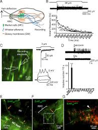 Merkel cells in the basal epidermis of the skin store serotonin which they release to associated nerve endings in response to pressu. Merkel Disc Is A Serotonergic Synapse In The Epidermis For Transmitting Tactile Signals In Mammals Pnas