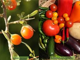 Image result for Solanaceae