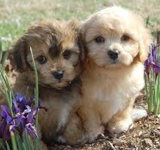 And be sure to review the health certificates of both of your pup's parents prior to making an informed. Activity The Cavachon Is Not An Extremely High Energy Dog They Are Quite Active Indoors And Will Enjoy Playing With Th Cavachon Puppies Cavachon Cavachon Dog