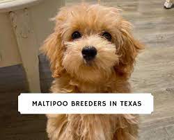 You came to the right place! Best Maltipoo Breeders In Texas 2021 Top 3 Picks We Love Doodles
