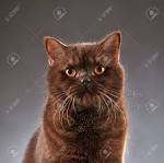 5 Things to Know About British Shorthairs - Petful