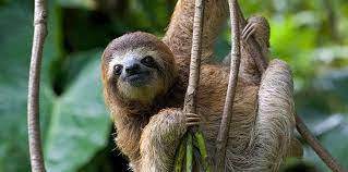 10 Surprisingly Chill Facts About Sloths The Fact Site Sloth Facts Three Toed Sloth Sloth