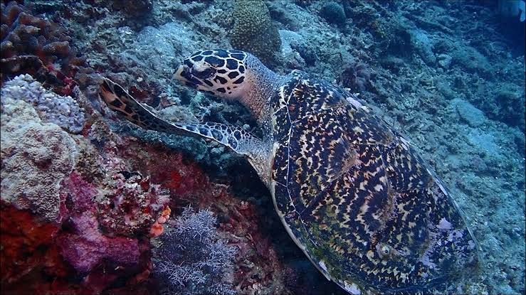 #WildlifeWednesday || DYK: The Hawksbill Turtle (𝘌𝘳𝘦𝘵𝘮𝘰𝘤𝘩𝘦𝘭𝘺𝘴  𝘪𝘮𝘣𝘳𝘪𝘤𝘢𝘵𝘢) is a critically endangered species under DENR  Administrative Order (DAO) No. 2019-09 and an important helper for our  coral ...