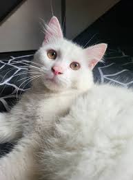 Lost Cat in Asala near Neom