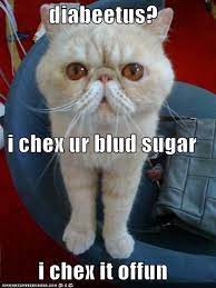 Search Diabetes Memes Crazy Cats Cats