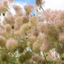 Cotinus coggygria, appelé communément arbre à perruque, appartient, avec diverses autres espèces dont le cotinus obovatus, au genre cotinus proche du genre rhus qui englobe tous les sumacs bien connus. Heimischer Peruckenstrauch Cotinus Coggygria Gelb