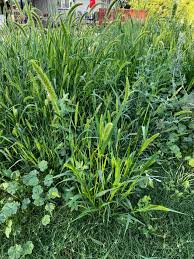 Image result for Setaria petiolata