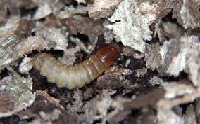 I will perform a complete inspection of your property and put together the pest management strategy necessary to cottage properties have unique pest problems. Wasps Bees Hornets Aaa Plus Exterminations