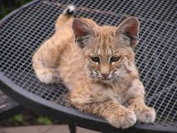 Baby Bobcats Super Common And Super Cute Baby Animal Zoo