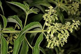 Image result for Hoslundia opposita