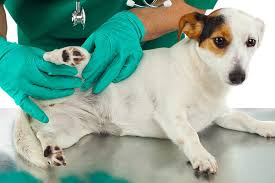 Obligate parasiten sind für ihre entwicklung zwingend auf einen wirt angewiesen. Es Juckt Und Krabbelt Parasiten Bei Haustieren