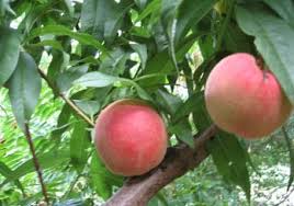 Peaches (Prunus Persica)