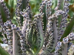 Image result for Kalanchoe daigremontiana