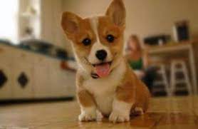 Adopt rocket a corgi, yellow labrador retriever. 4 Best Corgi Breeders In Illinois 2021 We Love Doodles