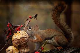 Download Hd Wallpapers Of 196146 Animals Squirrel Mushroom Eating Free Download High Quality And Widescreen Resolutions Desktop Animals Squirrel N Animals
