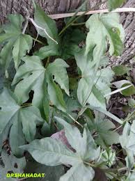 Image result for Helinus integrifolius