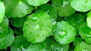 The worst betrayal since jordyn and kylie. Khasiat Daun Pegaga Archives Cantikseri