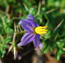 Image result for Solanum torreanum