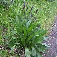 Image result for Cyathula lanceolata